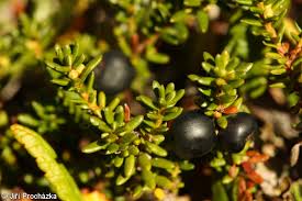 Attēlu rezultāti vaicājumam “Empetrum nigrum leaf”