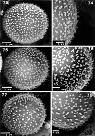 Attēlu rezultāti vaicājumam “Diderma subincarnatum”