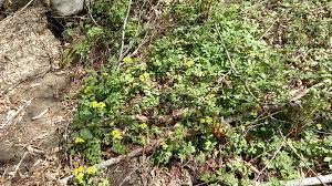 Attēlu rezultāti vaicājumam “Chrysosplenium alternifolium fruit”