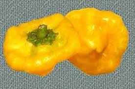 Afbeeldingsresultaat voor yellow mushroom hot pepper