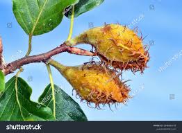 Attēlu rezultāti vaicājumam “Fagus sylvatica fruit”