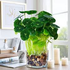 「銅錢草」的圖片搜尋結果