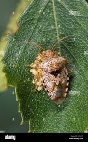 Attēlu rezultāti vaicājumam “Elasmucha grisea”