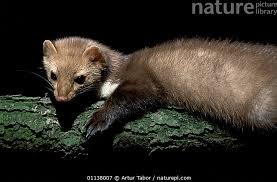 Attēlu rezultāti vaicājumam “Martes foina”