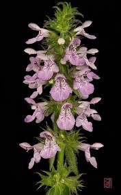 Attēlu rezultāti vaicājumam “Stachys palustris flower”