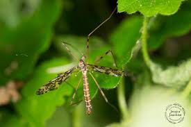 Attēlu rezultāti vaicājumam “Epiphragma ocellare”