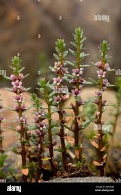 Attēlu rezultāti vaicājumam “Glaux maritima flower”