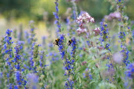 Image result for Ysop