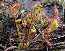 Attēlu rezultāti vaicājumam “Drosera x obovata”