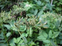 Attēlu rezultāti vaicājumam “Chaerophyllum aromaticum”