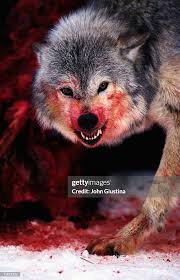 Attēlu rezultāti vaicājumam “Canis lupus”