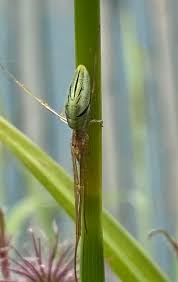 Attēlu rezultāti vaicājumam “Tanytarsus”