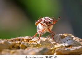 Attēlu rezultāti vaicājumam “Melolontha hippocastani imago”