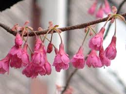 Image result for 緋寒桜