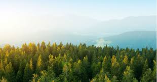 Image result for mars trees