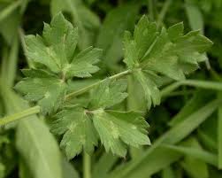 Attēlu rezultāti vaicājumam “Ranunculus cassubicus leaf”
