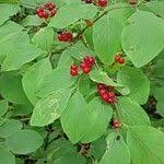 Attēlu rezultāti vaicājumam “Lonicera xylosteum fruit”