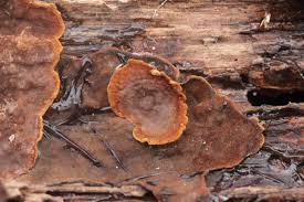 Attēlu rezultāti vaicājumam “Hymenochaete rubiginosa”