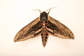 Attēlu rezultāti vaicājumam “Sphinx ligustri”