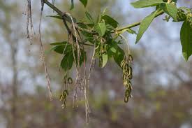 Attēlu rezultāti vaicājumam “Acer negundo bud”