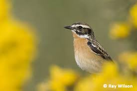 Attēlu rezultāti vaicājumam “Saxicola rubetra”