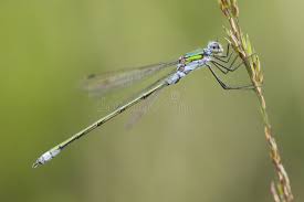 Attēlu rezultāti vaicājumam “Lestes dryas male”