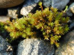 Attēlu rezultāti vaicājumam “Bryum caespiticium”