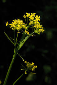 Attēlu rezultāti vaicājumam “Rorippa amphibia”