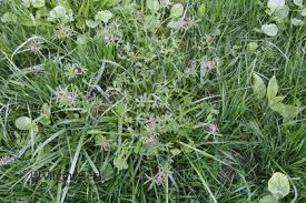 Attēlu rezultāti vaicājumam “Geranium dissectum flower”