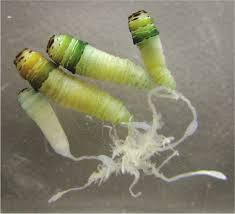 Attēlu rezultāti vaicājumam “Leucochloridium paradoxum”