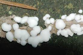 Attēlu rezultāti vaicājumam “Diderma chondrioderma”