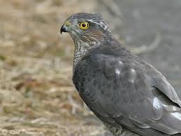 Attēlu rezultāti vaicājumam “Accipiter nisus female”