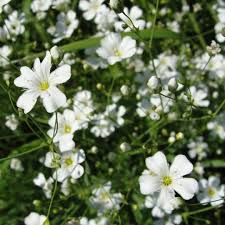 Image result for Gypsophila elegans