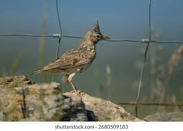 Attēlu rezultāti vaicājumam “Galerida cristata”