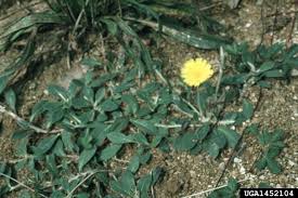 Attēlu rezultāti vaicājumam “Pilosella officinarum”