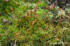 Attēlu rezultāti vaicājumam “Atrichum undulatum”