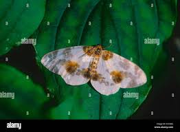 Attēlu rezultāti vaicājumam “Abraxas sylvata imago”