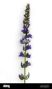 Image result for Ysop