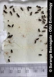 Attēlu rezultāti vaicājumam “Retinia resinella exuvia”