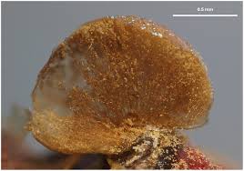 Attēlu rezultāti vaicājumam “Oligonema flavidum spores”