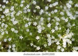 Attēlu rezultāti vaicājumam “Stellaria graminea”