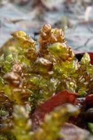 Attēlu rezultāti vaicājumam “Scorpidium scorpioides”