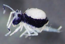 Attēlu rezultāti vaicājumam “Ptenothrix sp.”