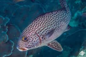 Image result for Microgadus tomcod