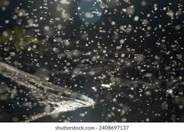 Attēlu rezultāti vaicājumam “Ephemera sp.”