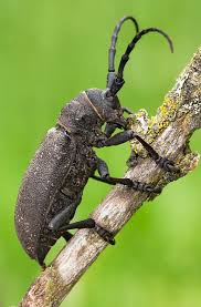 Attēlu rezultāti vaicājumam “Lamia textor”