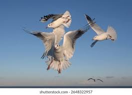 Attēlu rezultāti vaicājumam “Larus ridibundus adult”