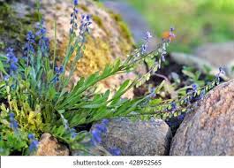 Attēlu rezultāti vaicājumam “Polygala amarella”