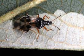 Attēlu rezultāti vaicājumam “Anthocoris nemorum”