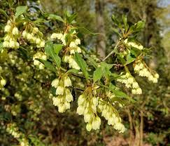 Attēlu rezultāti vaicājumam “Enkianthus campanulatus flower”